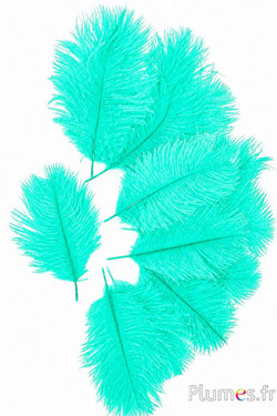 Struisvogel Bellies - 8-13 cm - watergroen
